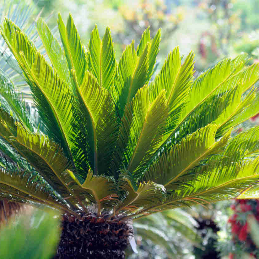 Cycas Revoluta Seeds