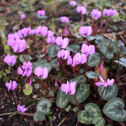 Cyclamen Coum Seeds - Heirloom Flower Plant for Home Gardens