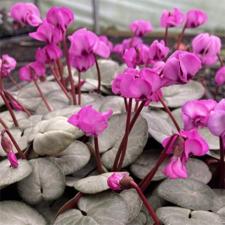 Cyclamen Coum Seeds - Heirloom Flower Plant for Home Gardens