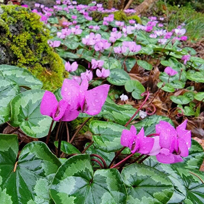 Cyclamen Coum Seeds - Heirloom Flower Plant for Home Gardens