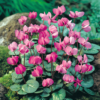 Cyclamen Coum Seeds - Heirloom Flower Plant for Home Gardens