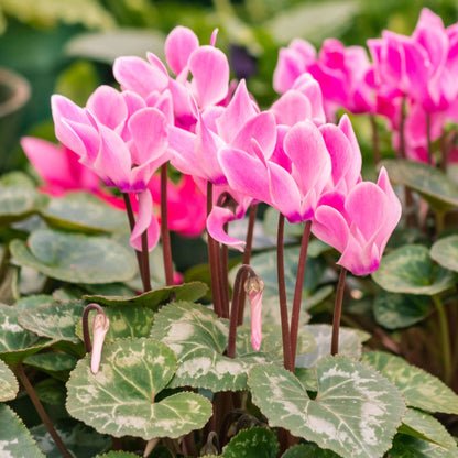 Cyclamen Flower Seeds - Heirloom Flower Plant for Home Gardens