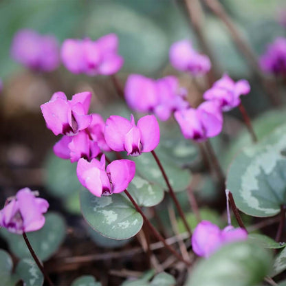 Cyclamen Flower Seeds - Heirloom Flower Plant for Home Gardens