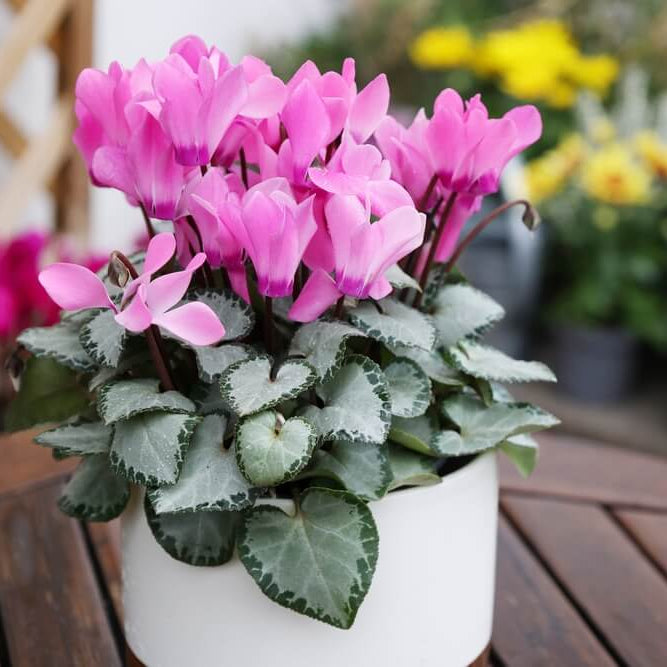 Cyclamen Flower Seeds - Heirloom Flower Plant for Home Gardens