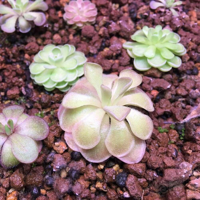 Cyclosecta Pinguicula Seeds