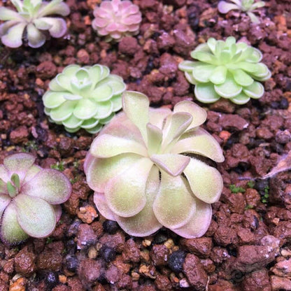 Cyclosecta Pinguicula Seeds