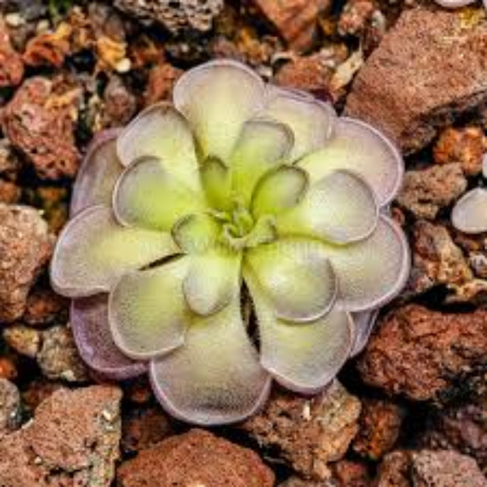 Cyclosecta Pinguicula Seeds