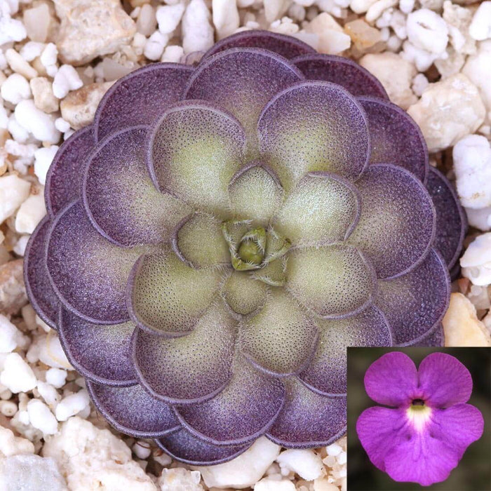 Cyclosecta Pinguicula Seeds
