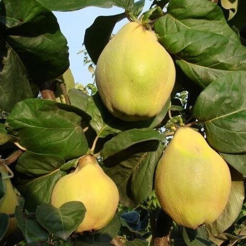 Cydonia Oblonga Seeds 