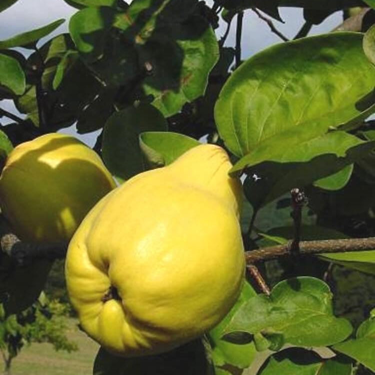 Cydonia Oblonga Seeds 