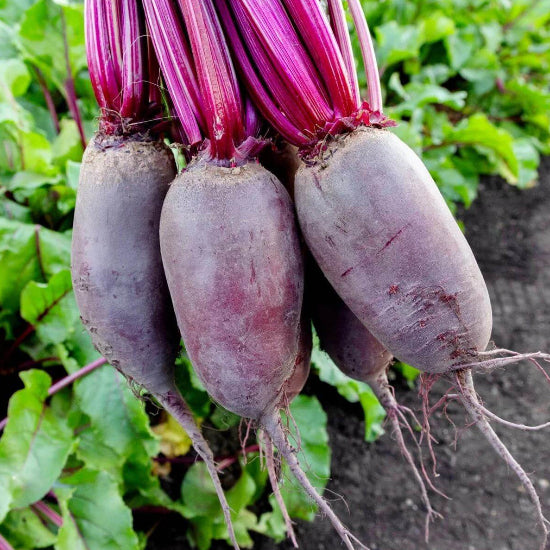 Cylindra Beet Seeds