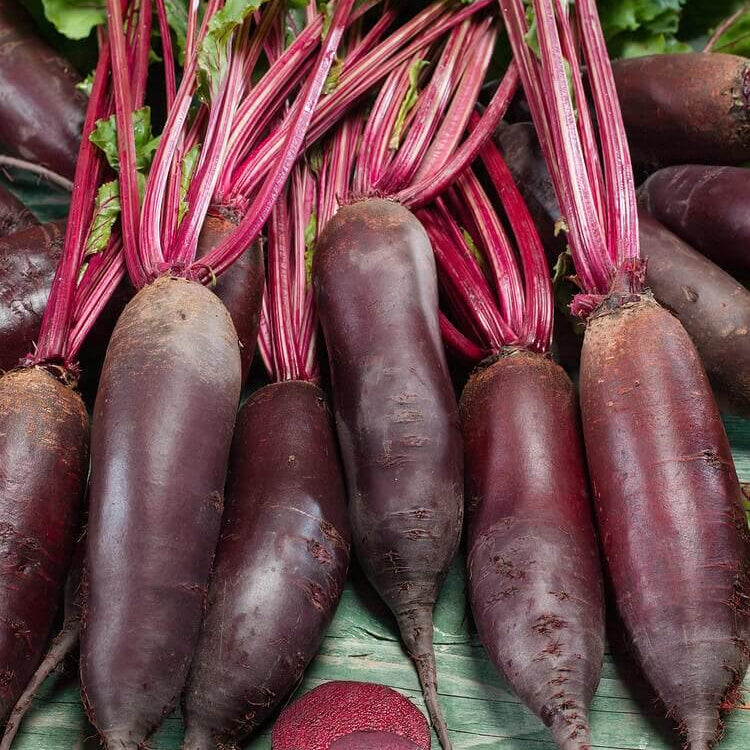 Cylindra Beet Seeds