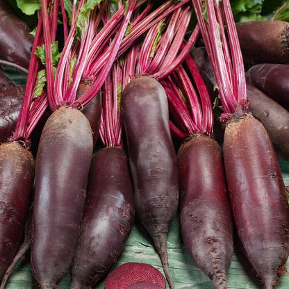 Cylindra Beet Seeds