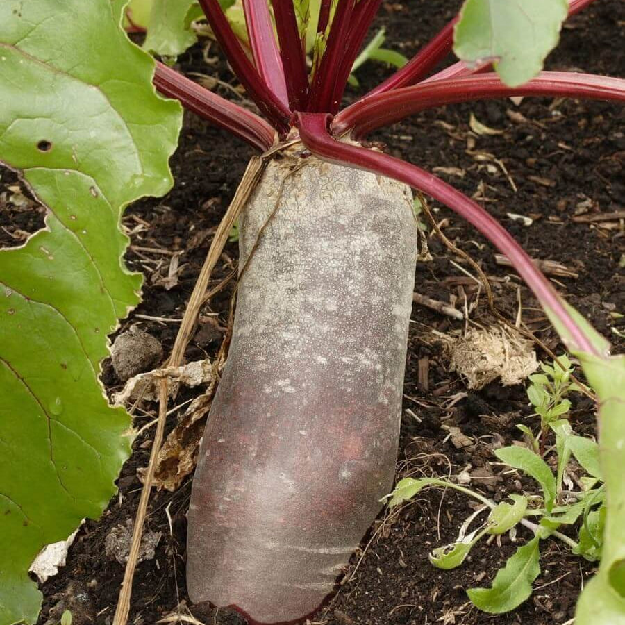 Cylindra Beet Seeds