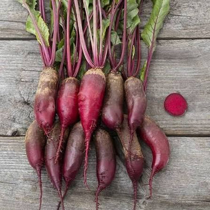 Cylindra Beet Seeds