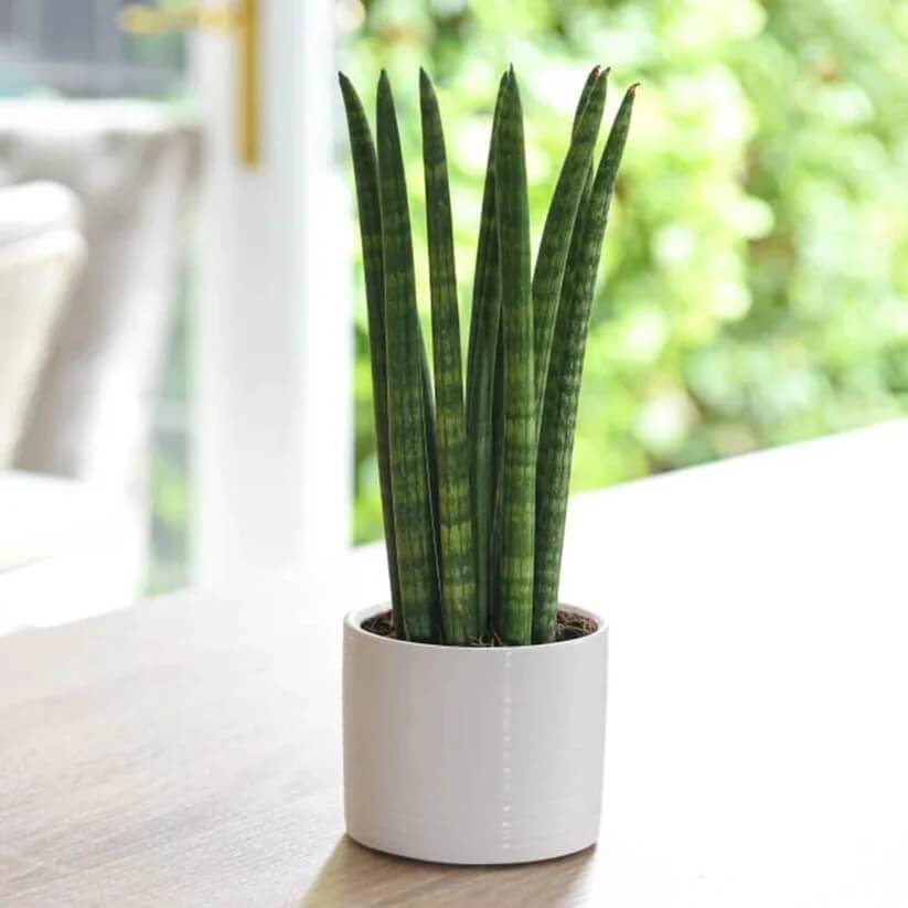 Cylindrical Snake Plant seeds