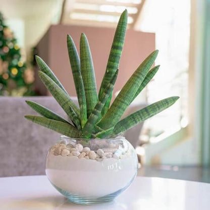 Cylindrical Snake Plant seeds