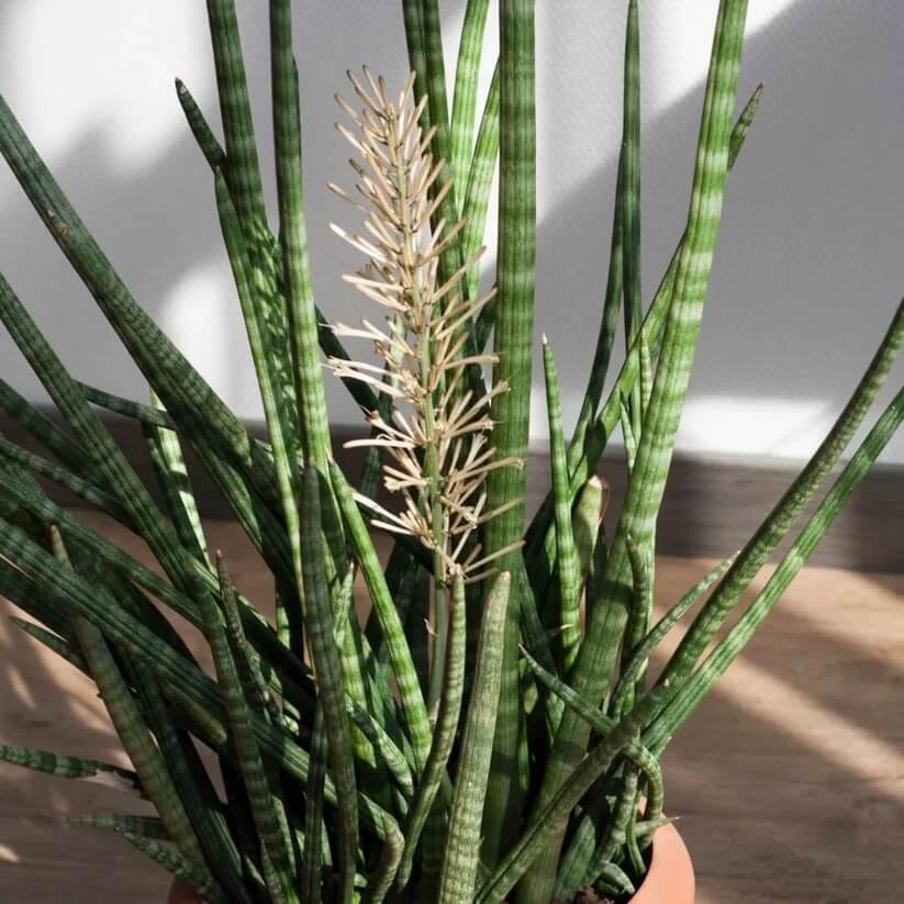 Cylindrical Snake Plant seeds
