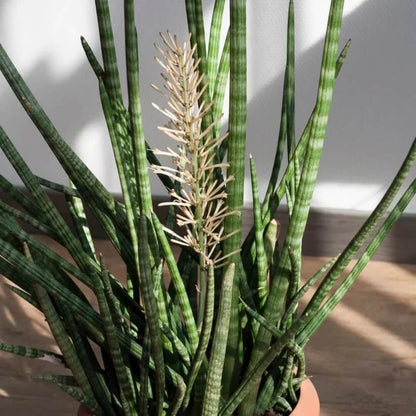 Cylindrical Snake Plant seeds