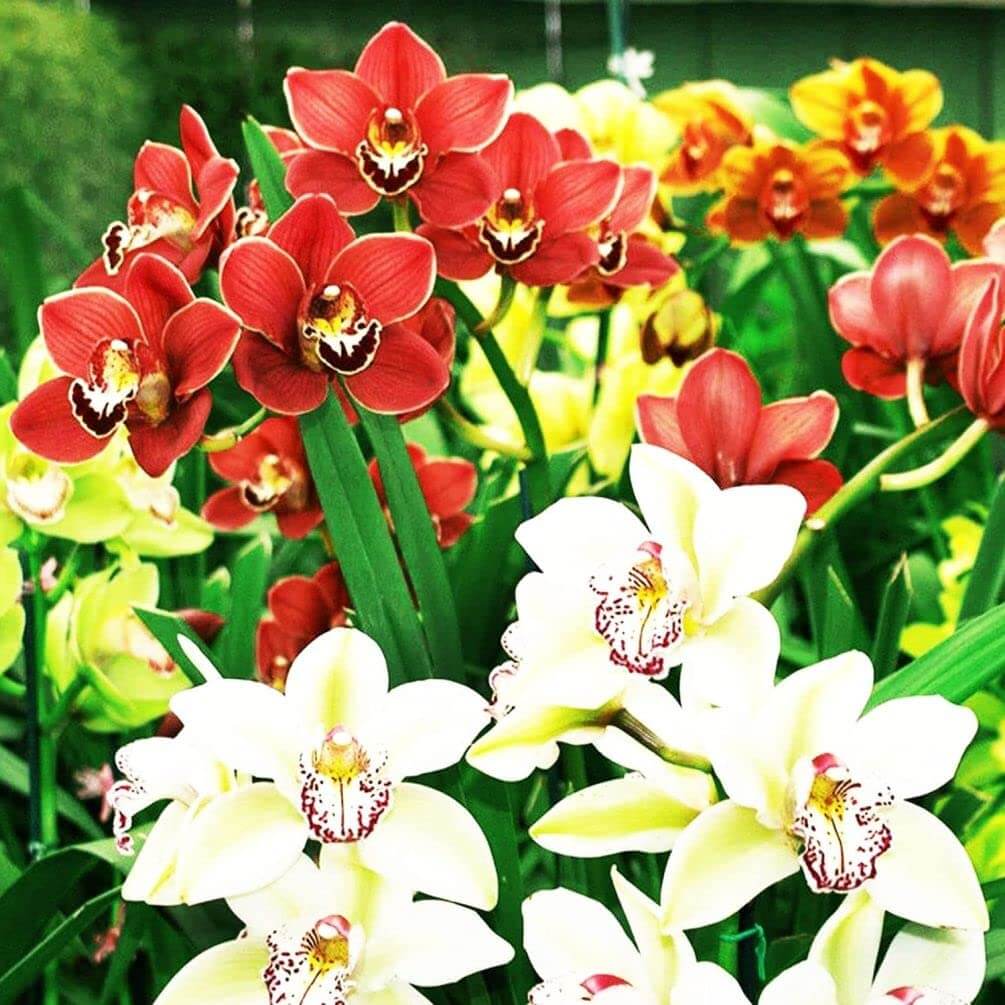 Cymbidium Orchid Seeds - Flower Plant