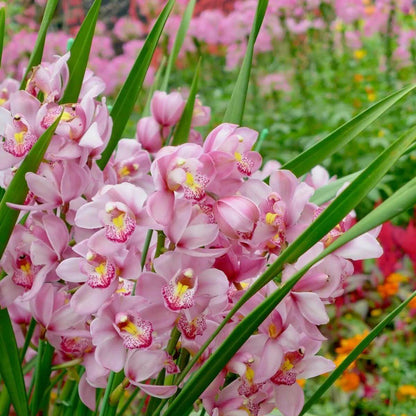 Cymbidium Orchid Seeds - Flower Plant
