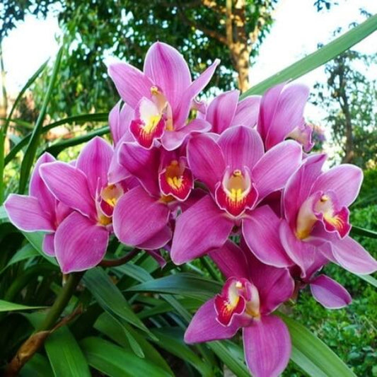 Cymbidium Orchid Seeds - Flower Plant