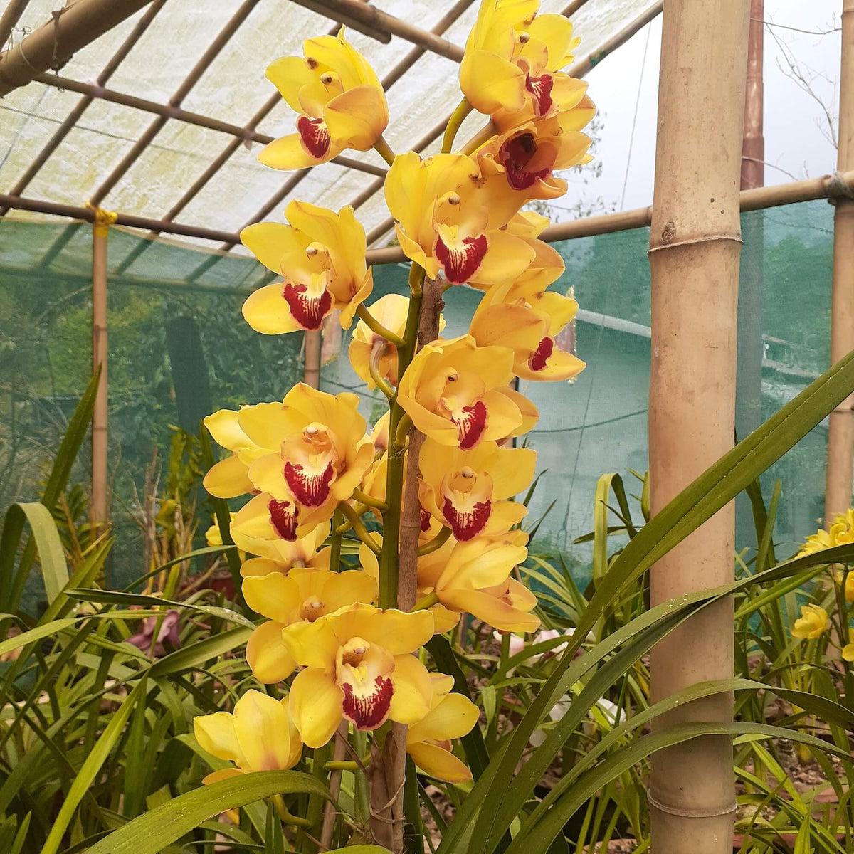 Cymbidium Seeds - Heirloom Flower Plant for Home Gardens