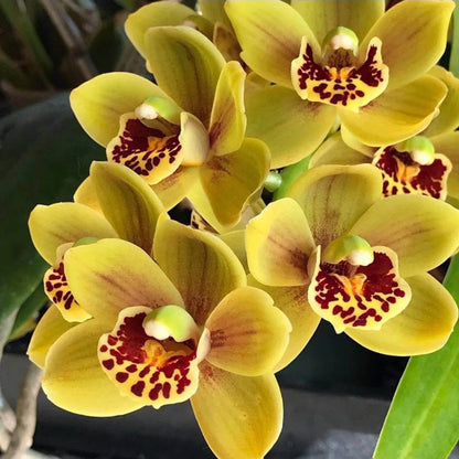 Cymbidium Seeds - Heirloom Flower Plant for Home Gardens