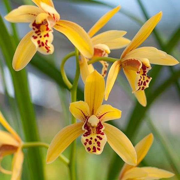 Cymbidium Seeds - Heirloom Flower Plant for Home Gardens