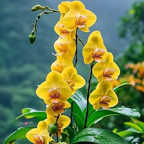 Cymbidium Seeds - Heirloom Flower Plant for Home Gardens