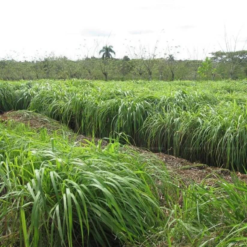 Cymbopogon nardus seeds