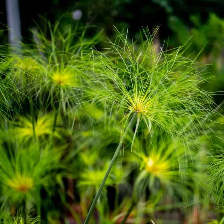 Cyperus Papyrus Seeds