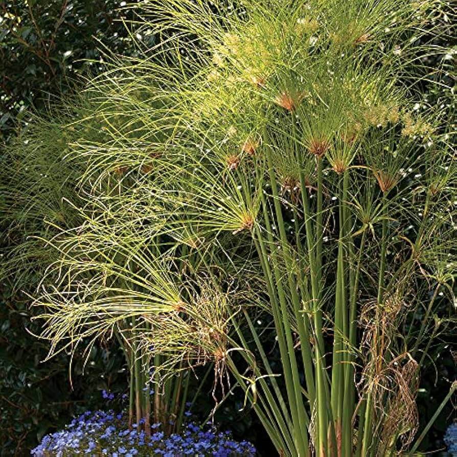 Cyperus Papyrus Seeds