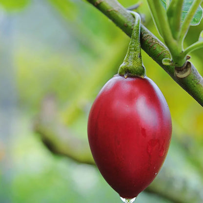 Cyphomandra Betacea Seeds