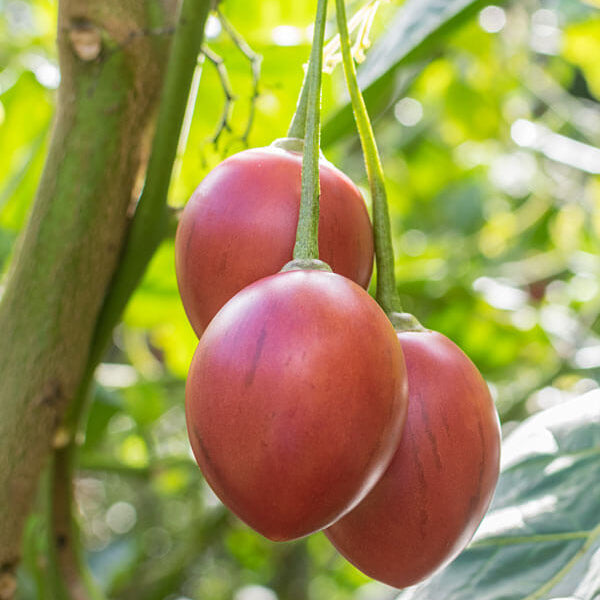Cyphomandra Betacea Seeds