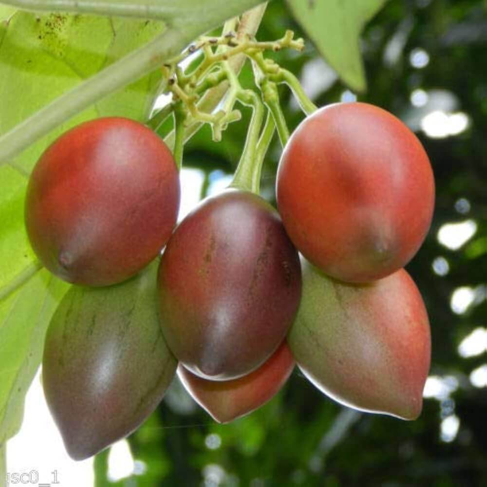 Cyphomandra Betacea Seeds