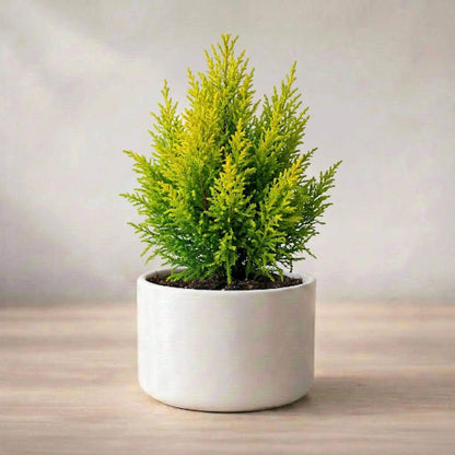 Cypress Tree Seeds - Ornamental Plant Seeds for Home Gardens