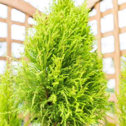 Cypress Tree Seeds - Ornamental Plant Seeds for Home Gardens