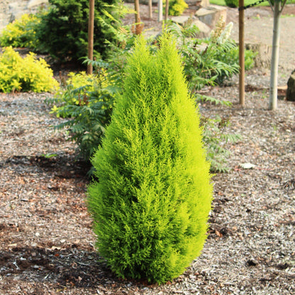 Cypress Tree Seeds - Ornamental Plant Seeds for Home Gardens