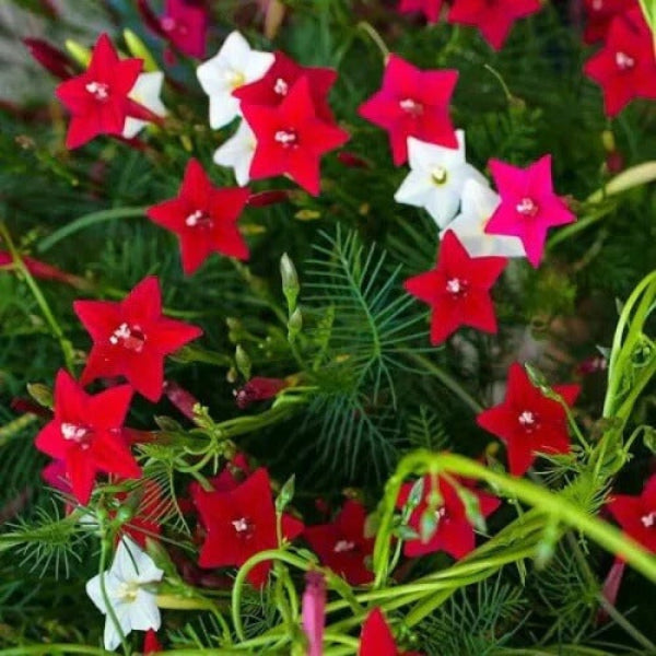 Cypress Vine Seeds - Flower Plant