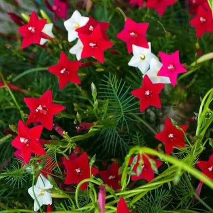 Cypress Vine Seeds - Flower Plant