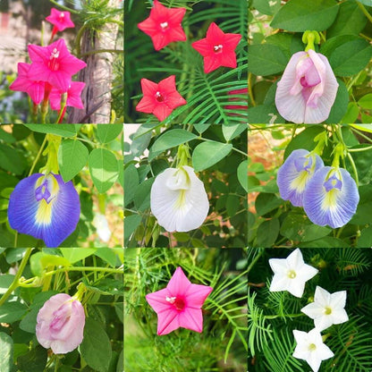 Cypress Vine Seeds - Flower Plant
