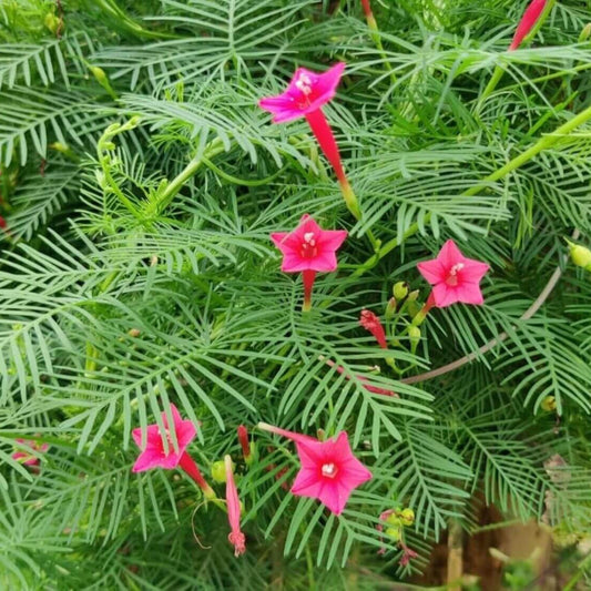 Cypress Vine Seeds - Flower Plant