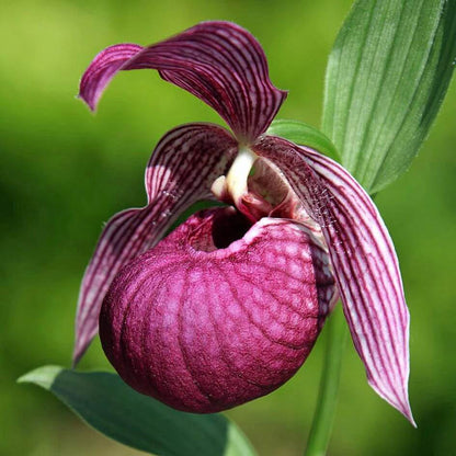 Cypripedium Seeds - Heirloom Flower Plant for Home Gardens