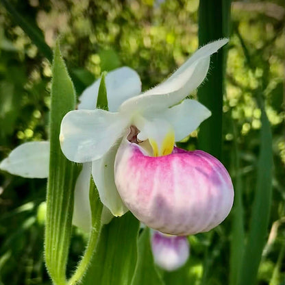 Cypripedium Seeds - Heirloom Flower Plant for Home Gardens