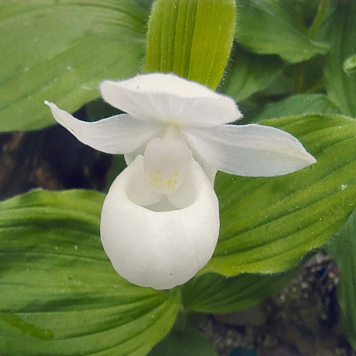 Cypripedium acaule White Ladyâ€™s Slipper Seeds 