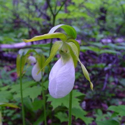 Cypripedium acaule White Lady’s Slipper Seeds