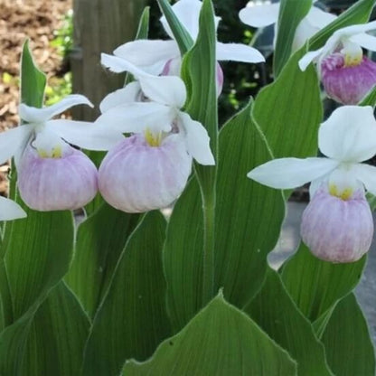 Cypripedium acaule White Lady’s Slipper Seeds