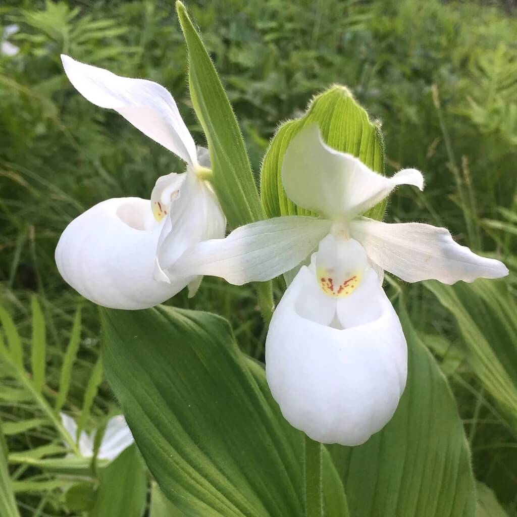 Cypripedium acaule White Ladyâ€™s Slipper Seeds 