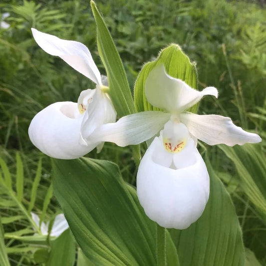 Cypripedium acaule White Ladyâ€™s Slipper Seeds 